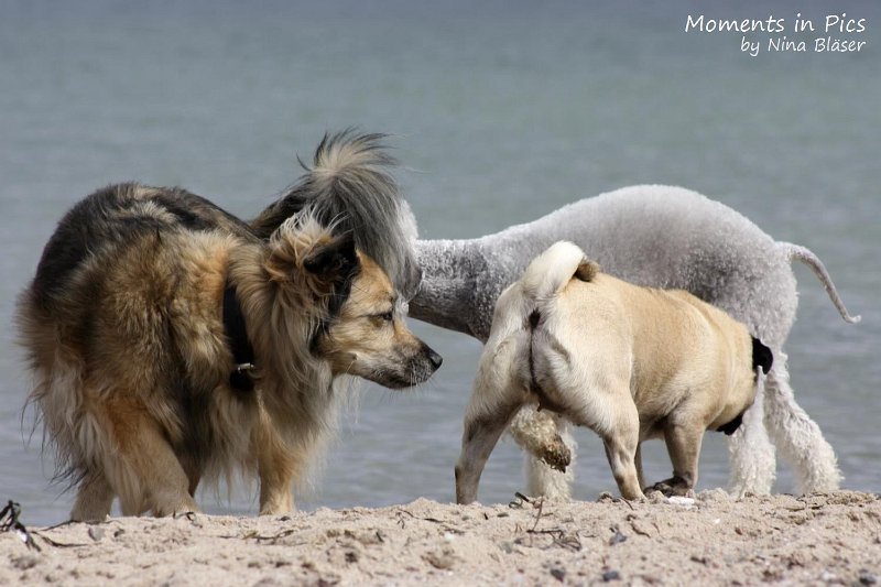 2010-06-26 Arc-en-ciel Arlequin (62).jpg